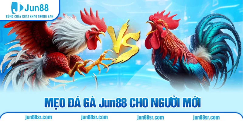 Mẹo đá gà Jun88 cho người mới