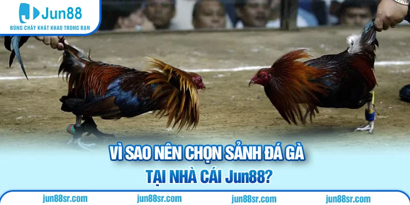 Vì sao nên chọn sảnh đá gà tại nhà cái Jun88?