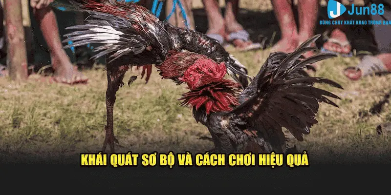 Khái quát sơ bộ và kinh nghiệm đá gà hiệu quả