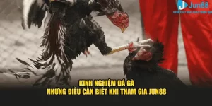 Kinh nghiệm đá gà