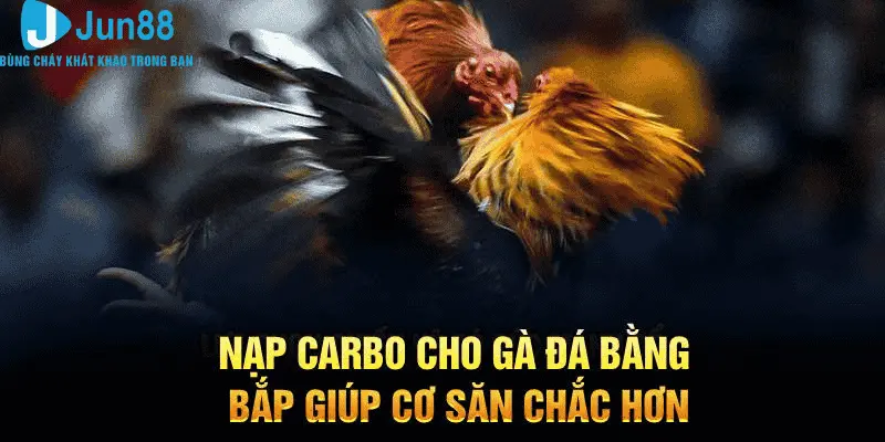 Nạp carbo cho gà đá bằng bắp giúp cơ săn chắc hơn