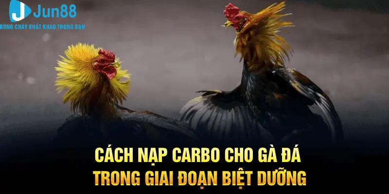 Cách nạp carbo cho gà đá trong giai đoạn biệt dưỡng