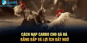 Cách nạp carbo cho gà đá