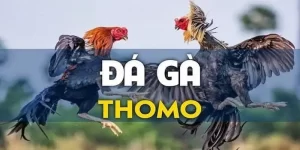 Đá gà Thomo hot