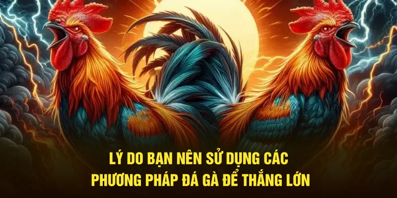 Lý do nên sử dụng các phương pháp đá gà để thắng lớn