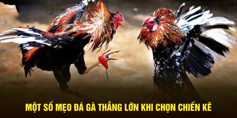 Một số mẹo đá gà thắng lớn khi chọn chiến kê